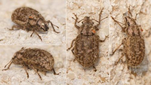 Réf. 201 547 : Strophomorphus porcellus